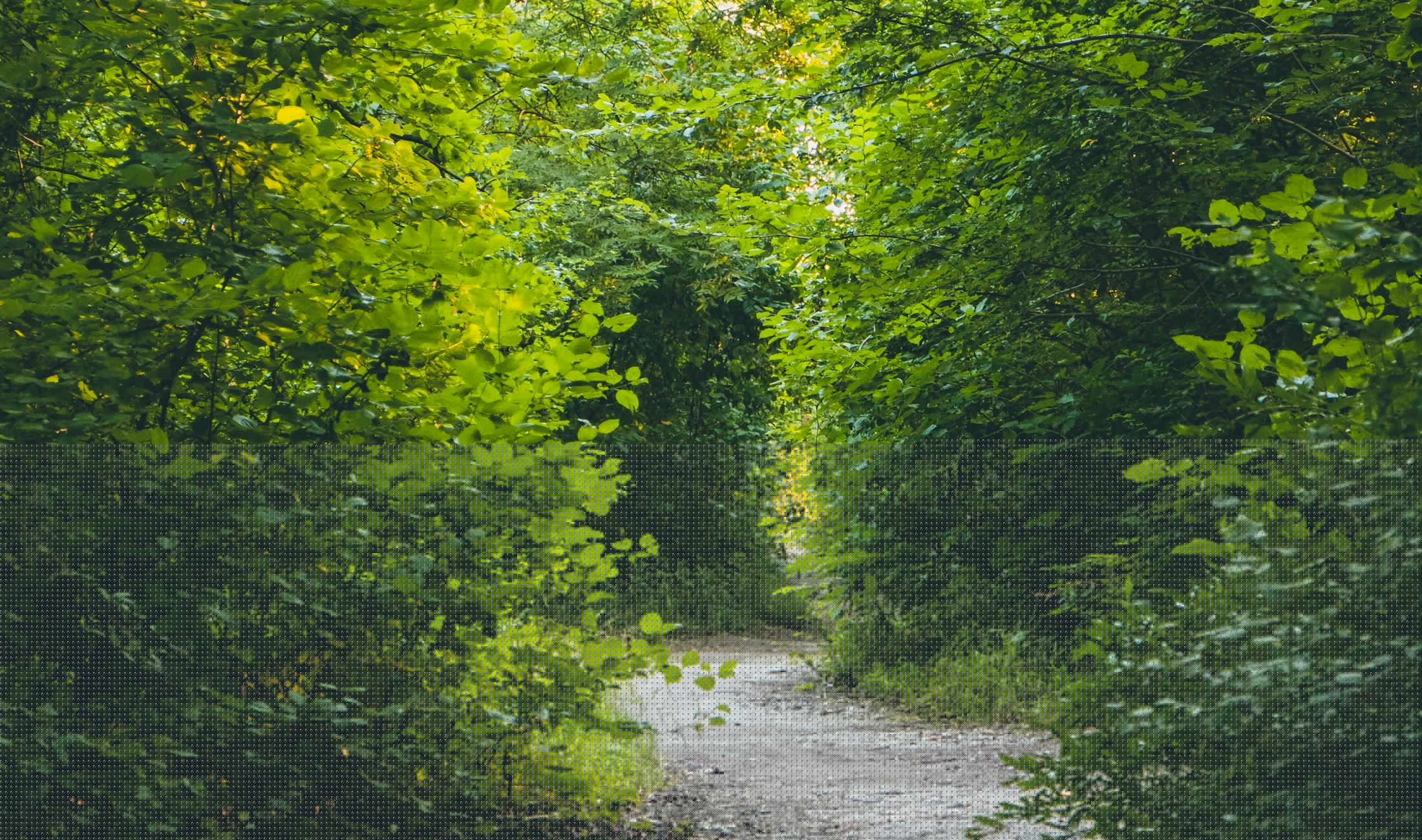 Een groen bospad tussen de bomen